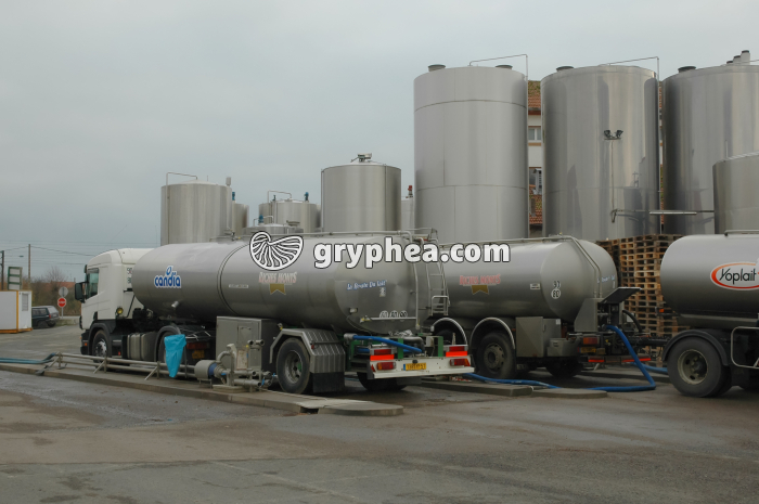 Fabrication du fromage - Transfert du lait des camions aux réservoirs de stockage du lait - gryphea.com